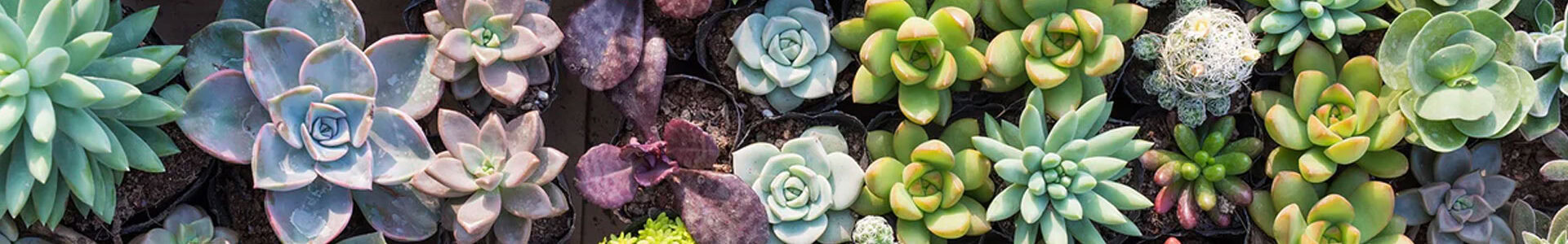 Floral Arrangement-succulents aerial view Paradise Teak Bay Area California