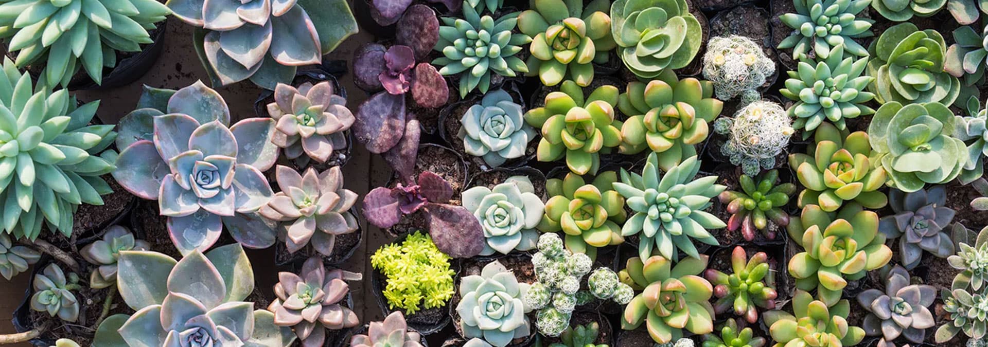 Floral Arrangement-succulents aerial view Paradise Teak Bay Area California