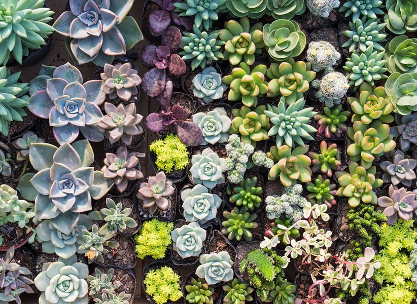 Floral Arrangement-succulents aerial view Paradise Teak Bay Area California
